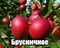 Яблоня Брусничное 2325