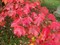 Клен красный Autumn Radiance 2334 - фото 7126 Клен красный Autumn Radiance 2334 - фото 7126