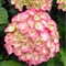 Гортензия крупнолистная Рембрандт Дольче Чик 2355