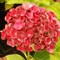 Гортензия крупнолистная Рембрандт Россо Глори 2356