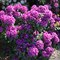 Рододендрон гибридный Распутин 2396