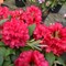Рододендрон гибридный Неон Кисс 2400