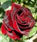 Роза чайно-гибридная Блэк Мэджик - фото 7430