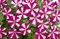 Петуния гибридная Littletunia Bicolor Illusion в горшке - фото 7467