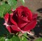 Роза флорибунда Николо Паганини - фото 7479