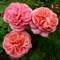 Роза чайно-гибридная Мэри Энн - фото 7505