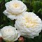 Роза кустовая Транквилити Д.Остин - фото 7534