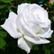 Роза чайно-гибридная Анастасия - фото 7550