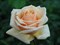 Роза чайно-гибридная Даймонд Джубили - фото 7556