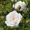 Роза почвопокровная Свани - фото 7572