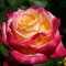 Роза чайно-гибридная Восточный Экспресс - фото 7583