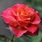 Роза чайно-гибридная Апачи - фото 7585