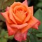 Роза чайно-гибридная Ловерс Митинг - фото 7589