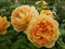 Роза кустовая Голден Селебрейшен Д.Остин - фото 7599