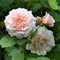 Роза кустовая Бредон Д.Остин - фото 7603