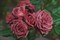 Роза флорибунда Жозелин - фото 7623