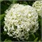 Гортензия древовидная Баунти 2608
