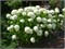 Гортензия древовидная Стронг Аннабель 2609