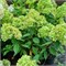Гортензия метельчатая Би Грин 2610