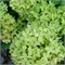 Гортензия метельчатая Би Грин 2610