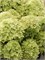 Гортензия метельчатая Литтл Эппл 2612