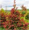 Ель обыкновенная Rydal Seedling 100см 2622