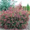 Ель обыкновенная Rydal Seedling 100см 2622